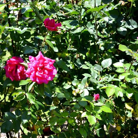 Guest House Diabora アルバナシ 部屋 写真